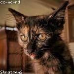 Michale Johnson Profile Picture