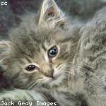 Icie McKenzie Profile Picture