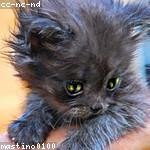 Barney Okuneva Profile Picture