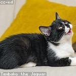 Cristopher Schimmel Profile Picture