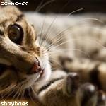 Fae Stracke Profile Picture